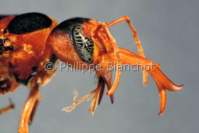 Synagris cornuta.JPG - in "Portraits d'insectes" ed. SeuilSynagris cornutaEumeneMason waspHymenopteraVespidaeCongo